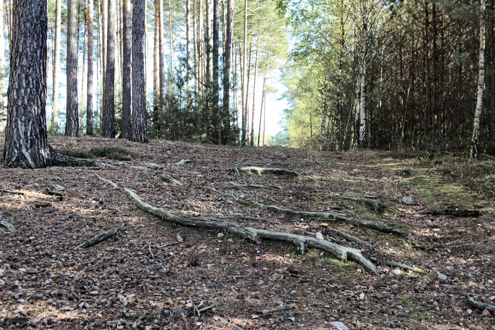 Buczyna na Górze Solnej